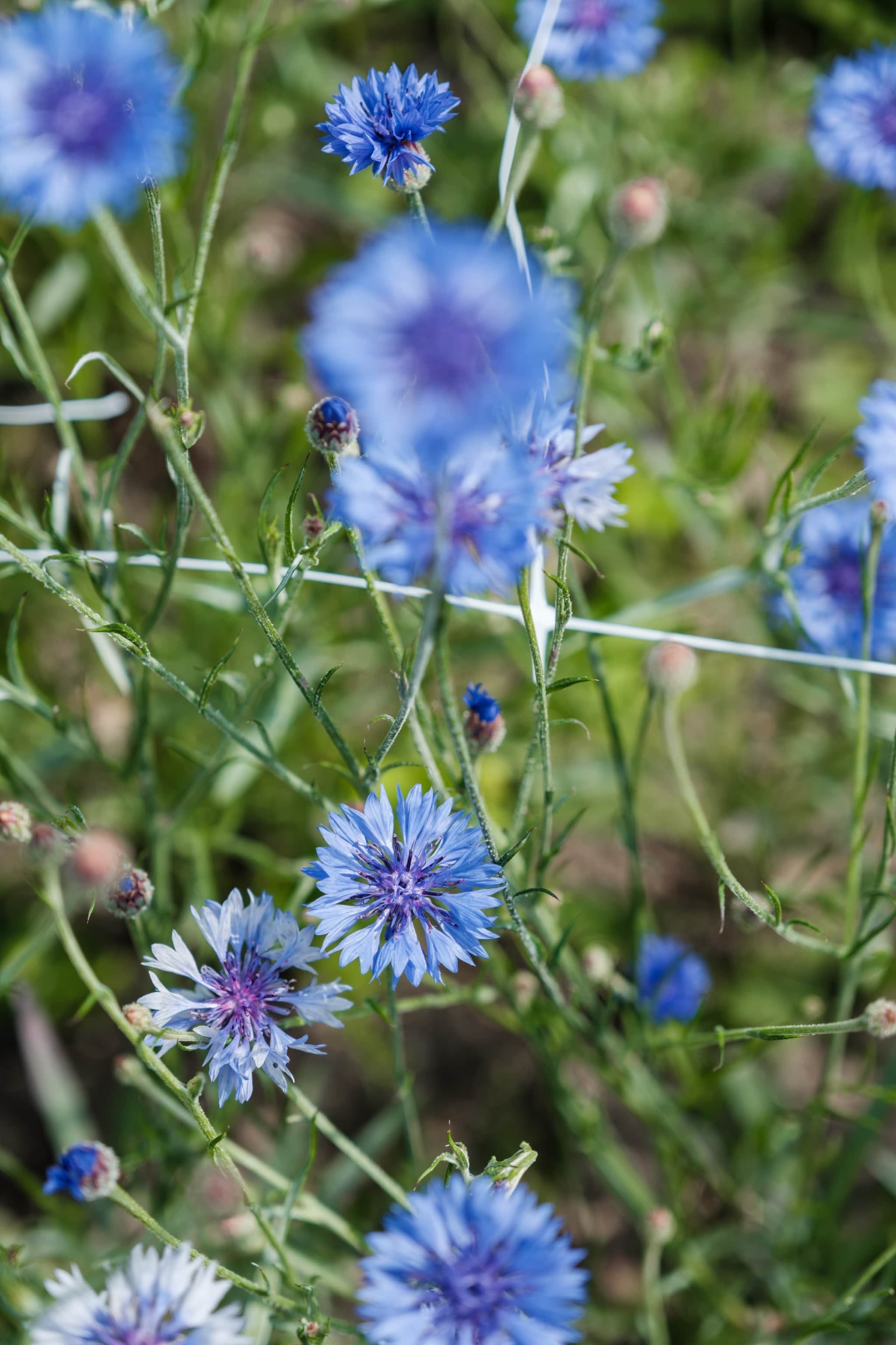 Blue flower arrangement